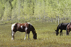 LD2005 - Among the Summer Aspens I - 18x12