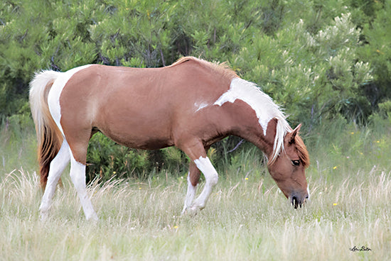 Lori Deiter LD2062 - LD2062 - Assateague Horse - 18x12 Horse, Assateague Horse, Horse Farm, Photography from Penny Lane