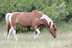 LD2062 - Assateague Horse - 18x12