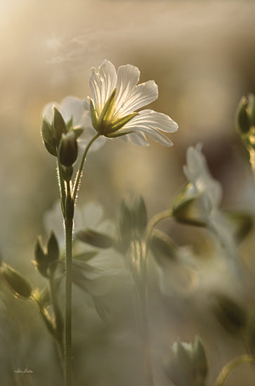 Lori Deiter LD2113 - LD2113 - White Wildflowers I - 12x18 Flowers, White Flowers, Silhouette, Photography from Penny Lane