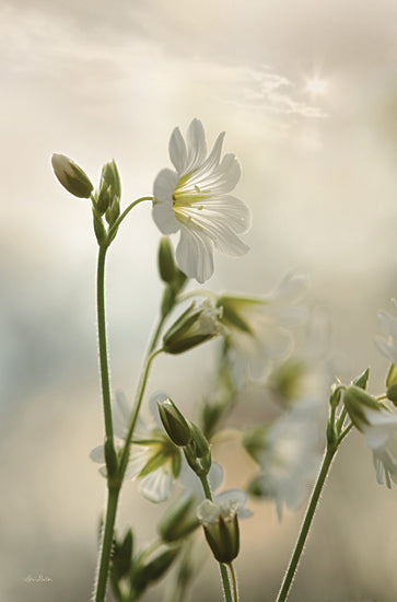 Lori Deiter LD2114 - LD2114 - White Wildflowers II - 12x18 Flowers, White Flowers, Silhouette, Photography from Penny Lane