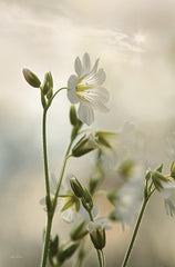 LD2114 - White Wildflowers II - 12x18