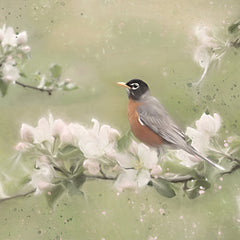 LD2170 - Springtime Robin - 12x12