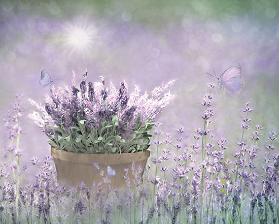 Lori Deiter LD2183 - LD2183 - Lavender Basket - 16x12 Lavender, Butterflies, Photography from Penny Lane