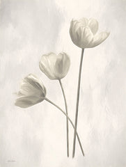 LD2211 - Bleached Tulips I - 12x16