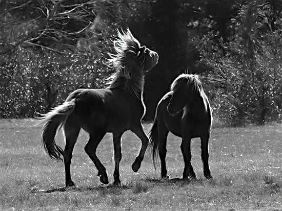 Lori Deiter LD2283 - LD2283 - Black & White Assateague Horses - 16x12 Horses, Assateague Horses, Photography, Black & White from Penny Lane