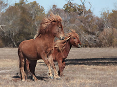 LD2284 - Assateague Horses I - 16x12