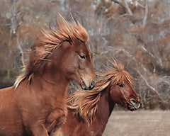 LD2285 - Assateague Horses II - 16x12