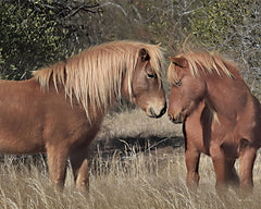 LD2286 - Assateague Horses III - 16x12