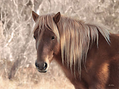 LD2288 - Assateague Horse   - 16x12