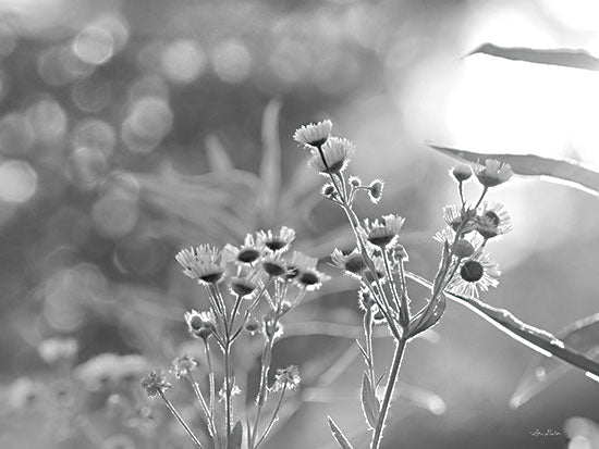 Lori Deiter LD2405 - LD2405 - Wild Flowers III - 16x12 Photography, Wildflowers, Black & White, X-Ray Photography  from Penny Lane