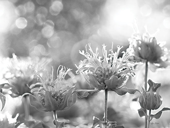 Lori Deiter LD2406 - LD2406 - Wild Flowers IV - 16x12 Photography, Wildflowers, Black & White, X-Ray Photography  from Penny Lane