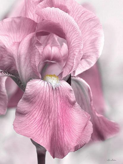 Lori Deiter LD2694 - LD2694 - Pink Iris - 12x16 Flowers, Pink Flowers, Iris, Photography from Penny Lane