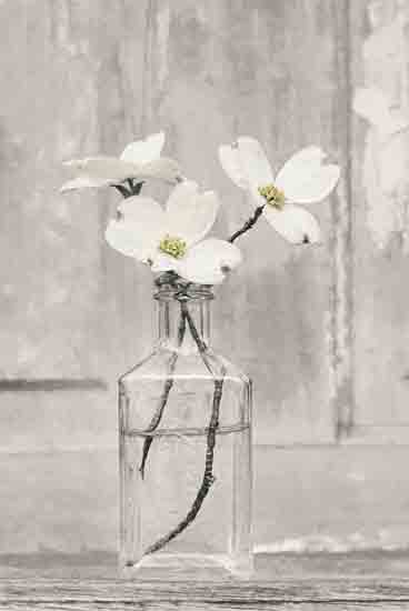 Lori Deiter LD2843 - LD2843 - Dogwood Blossoms - 12x18 Photography, Dogwood Blossoms, Simplistic, Glass Jar, Still Life, Neutral Palette from Penny Lane