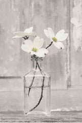 LD2843 - Dogwood Blossoms - 12x18