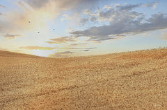 LD2914LIC - Amber Waves of Grain at Sunrise - 0