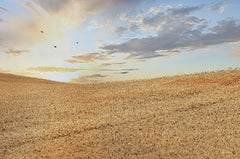 LD2914 - Amber Waves of Grain at Sunrise - 18x12