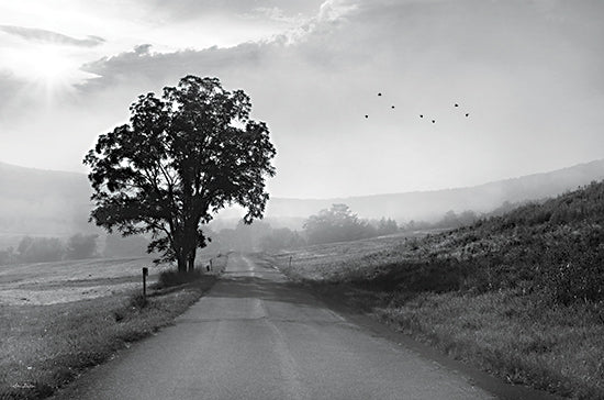 Lori Deiter LD2945 - LD2945 - Morning Haze I - 18x12 Landscape, Road, Tree, Photography, Black & White, Morning Haze, Hill, Nature from Penny Lane