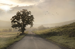 LD2947 - Foggy Country Road I - 18x12