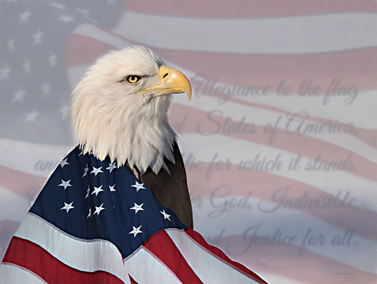 Lori Deiter LD3109 - LD3109 - Patriotic Bald Eagle - 16x12 Patriotic, Bald Eagle, Photography, American Flag, Pledge Allegiance, Still Life, Independence Day from Penny Lane