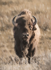 LD3118 - Yellowstone Bison - 12x16