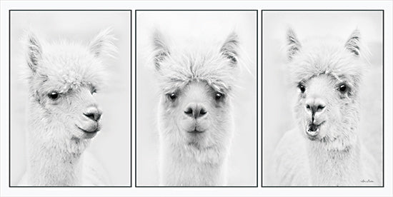 Lori Deiter LD3182 - LD3182 - Alpaca Trio - 18x9 Alpacas, White Alpacas, Farm Animals, Photography,  Three Alpacas, Triptych from Penny Lane