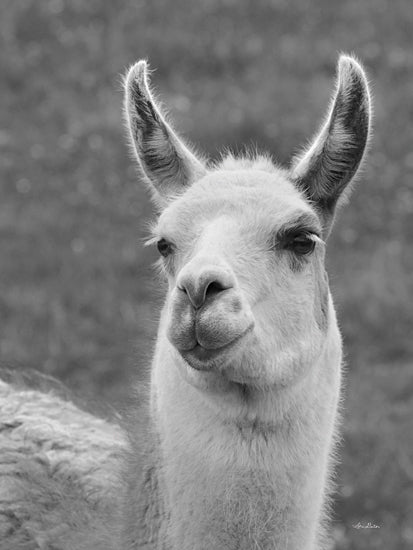 Lori Deiter LD3194 - LD3194 - Smiling Llama - 12x18 Llama, Farm Animal, Photography, Black & White, Portrait from Penny Lane