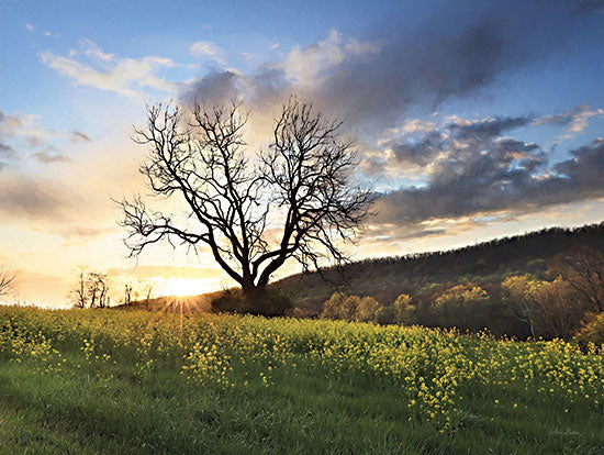 Lori Deiter LD3242 - LD3242 - Clark Valley Sunset - 16x12 Photography, Landscape, Trees, Wildflowers, Clouds, Sunset from Penny Lane