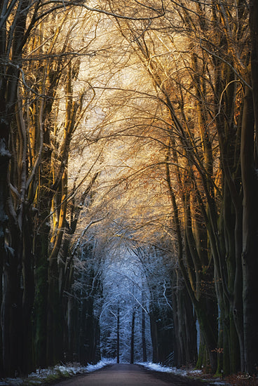 Martin Podt MPP1023 - MPP1023 - The Warmth of the Sun - 12x18 Photography, Landscape, Winter, Trees, Road, Path, Tree-Lined, Sunlight, Snow from Penny Lane