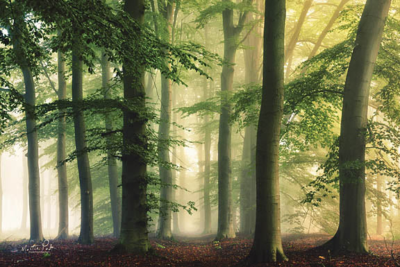 Martin Podt MPP355 - Misty Morning - Trees, Fog, Misty, Forest from Penny Lane Publishing