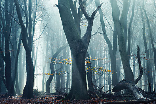 Martin Podt MPP727 - MPP727 - Moody Mess - 18x12 Photography, Forest, Trees, Fog, Moody, Weather, Landscape from Penny Lane