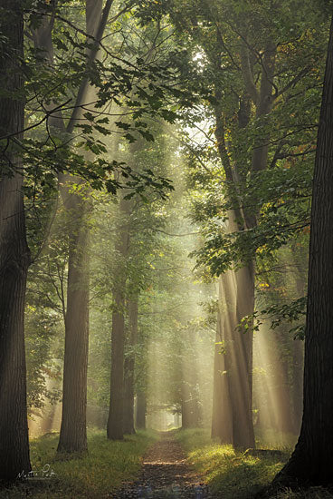 Martin Podt MPP732 - MPP732 - Enchanted - 12x18 Landscape, Trees, Forest, Photography, Path, Sunlight, Enchanted, Nature from Penny Lane