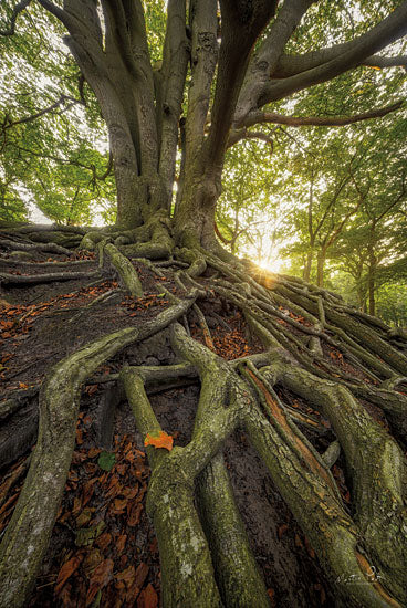 Martin Podt MPP734 - MPP734 - Rooted - 12x18 Photography, Tree, Tree Roots, Forest, Sunlight from Penny Lane