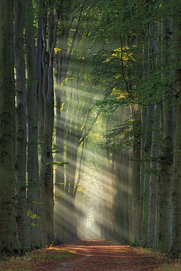 Martin Podt MPP735 - MPP735 - Cathedral - 12x18 Landscape, Trees, Forest, Photography, Path, Sunlight, Cathedral, Nature from Penny Lane