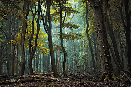 Martin Podt MPP737 - MPP737 - The Portal - 18x12 Photography, Trees, Forest, Mushrooms, Sunlight, Landscape from Penny Lane