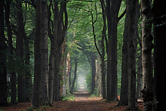 Martin Podt MPP738 - MPP738 - A Hazy Summer Morning - 18x12 Photography, Trees, Forest, Leaves, Path, Landscape from Penny Lane