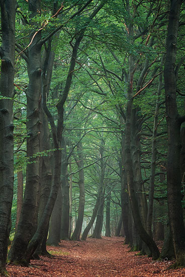 Martin Podt MPP739 - MPP739 - Bent - 12x18 Photography, Trees, Forest, Leaves, Path, Landscape from Penny Lane