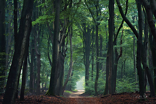 Martin Podt MPP740 - MPP740 - Deep Green - 18x12 Photography, Trees, Forest, Leaves, Path, Landscape from Penny Lane