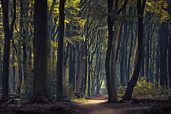 Martin Podt MPP741 - MPP741 - Mystical Forest - 18x12 Photography, Trees, Forest, Leaves, Path, Landscape from Penny Lane