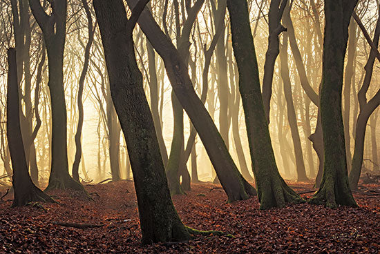 Martin Podt MPP747 - MPP747 - Silhouettes - 18x12 Photography, Trees, Forest, Leaves, Silhouettes, Sunlight from Penny Lane