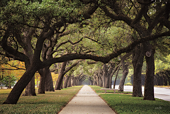 Martin Podt MPP754 - MPP754 - Alley of Live Oaks - 18x12 Photography, Trees, Forest, Path, Oak Trees, Landscape from Penny Lane
