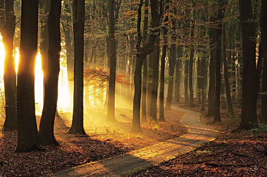 Martin Podt MPP768 - MPP768 - Peeking Sun - 18x12 Landscape, Trees, Forest, Photography, Path, Sunlight, Peeking Sun, Nature, Leaves, Fall from Penny Lane