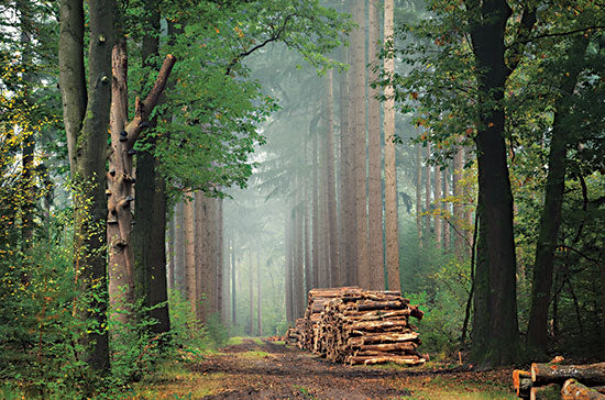 Martin Podt MPP770 - MPP770 - Harvest Time - 18x12 Landscape, Trees, Lumber, Path, Photography, Woods, Forest from Penny Lane