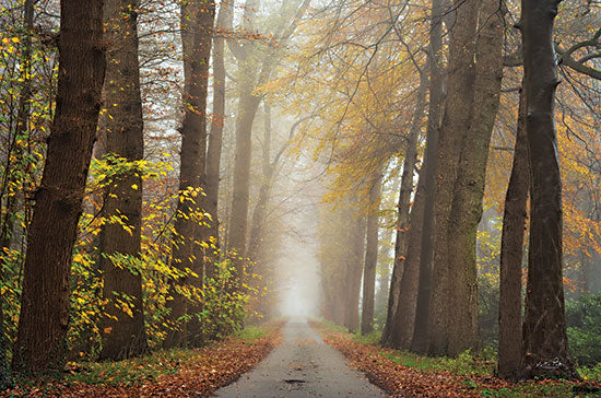 Martin Podt MPP779 - MPP779 - Autumnal Moodiness    - 16x12 Photography, Trees, Road, Path, Leaves, Autumn, Fall from Penny Lane