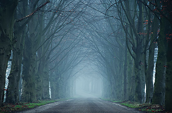 Martin Podt MPP780 - MPP780 - The Old Beeches  - 16x12 Photography, Trees, Road, Path, Night, Evening from Penny Lane