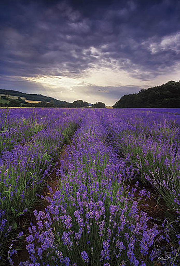 Martin Podt Licensing MPP828LIC - MPP828LIC - Lavender Fields - 0  from Penny Lane