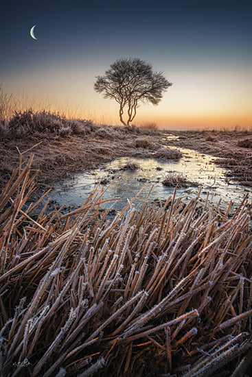 Martin Podt MPP904 - MPP904 - The Frost - 12x18 Photography, Tree, Swamp, Grass, Frost, Weather, Landscape from Penny Lane