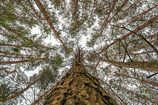 Martin Podt MPP922 - MPP922 - Look Up - 18x12 Photography, Trees, Look Up, Forest from Penny Lane
