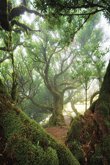 Martin Podt MPP926 - MPP926 - Tree Love - 12x18 Photography. Trees, Forest, Landscape from Penny Lane