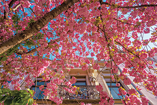 Martin Podt MPP944 - MPP944 - Spring in Full Bloom - 18x12 Photography, Pink Flowering Tree, Tree, Building, Spring, Spring Tree, Architecture from Penny Lane